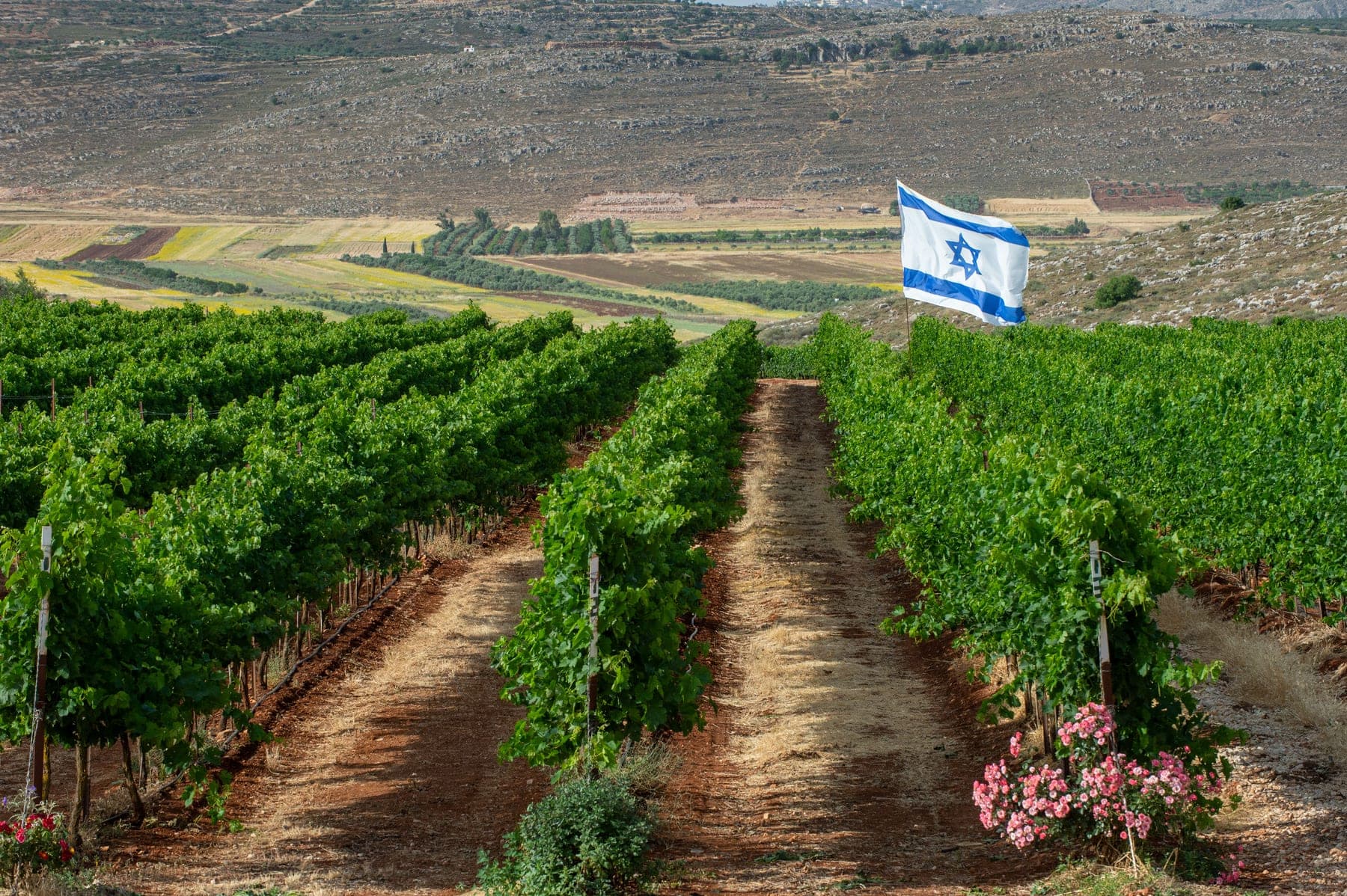נוף כרמים